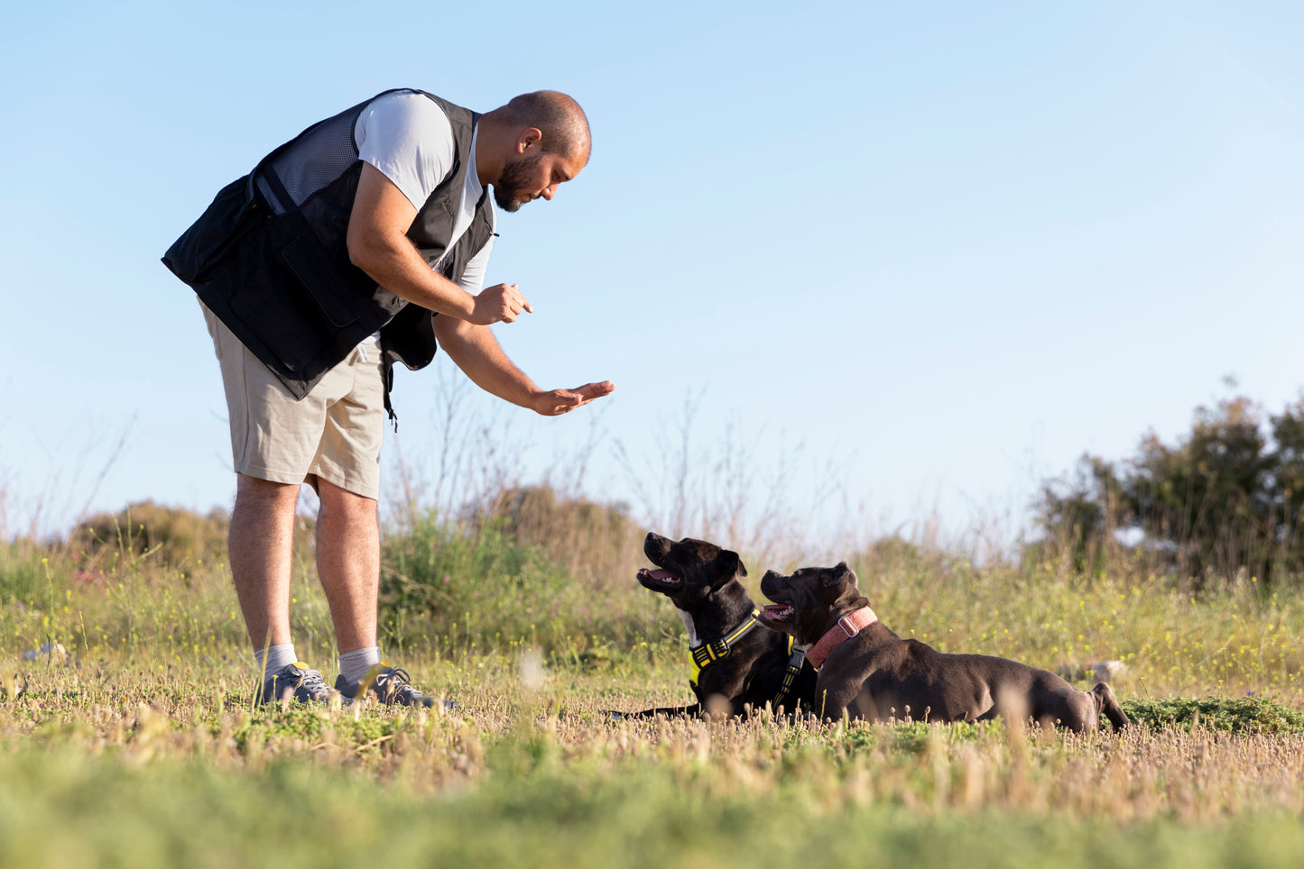 Dog Trainor 🐶